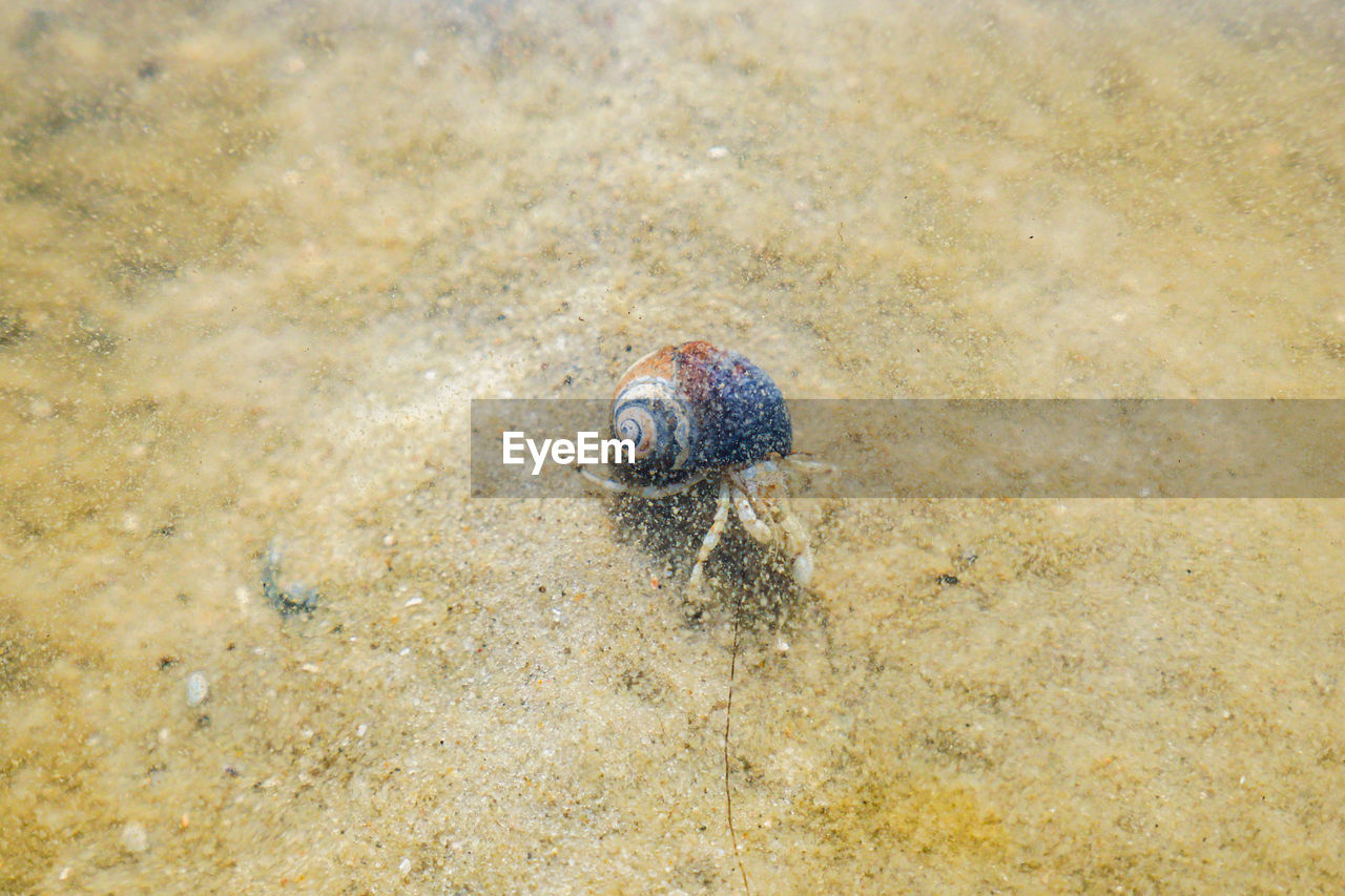 HIGH ANGLE VIEW OF SHELLS ON BEACH