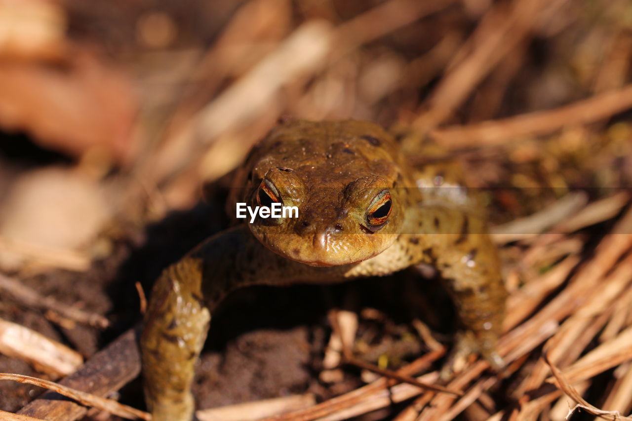 Close-up of frog