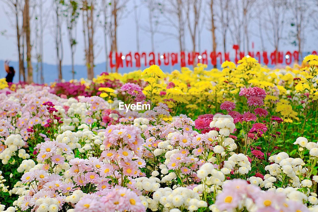 CLOSE-UP OF FRESH PINK FLOWERS IN PARK