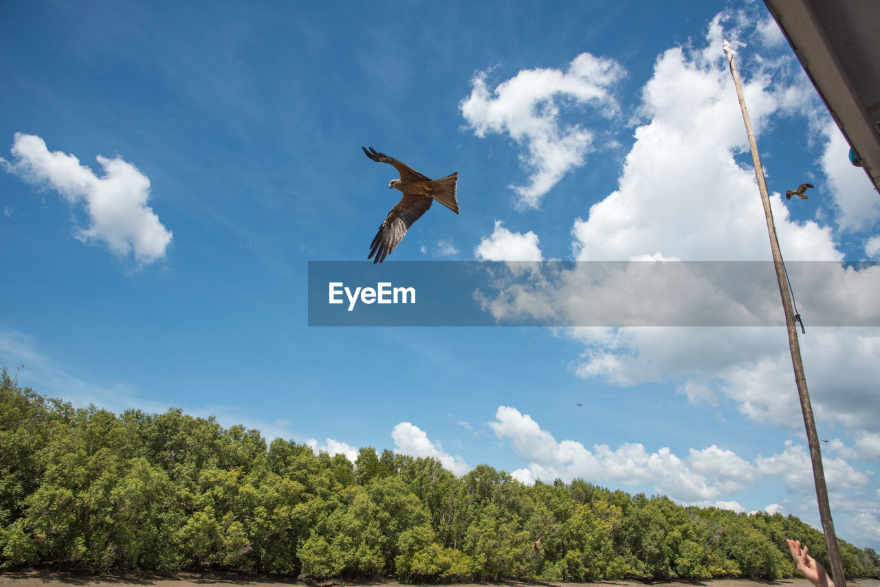 LOW ANGLE VIEW OF BIRDS FLYING IN SKY