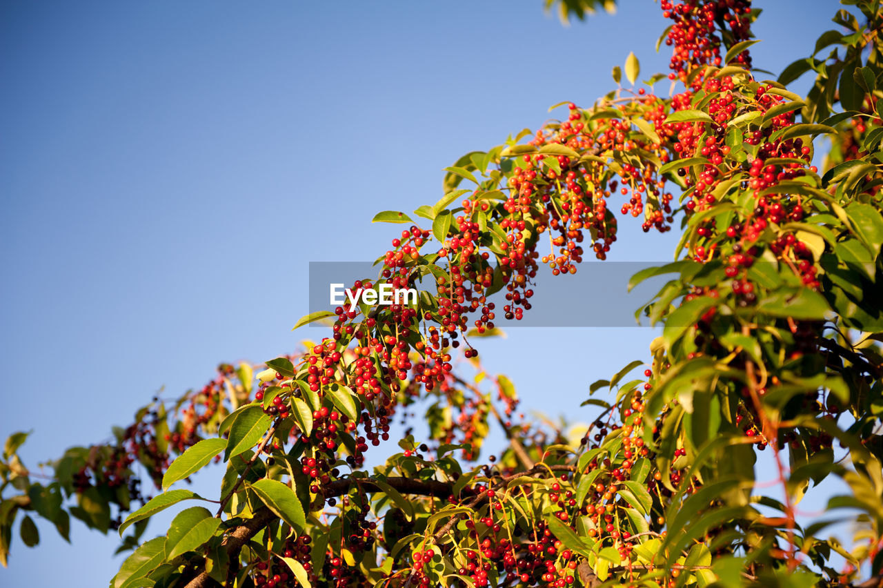 LOW ANGLE VIEW OF TREE AGAINST SKY