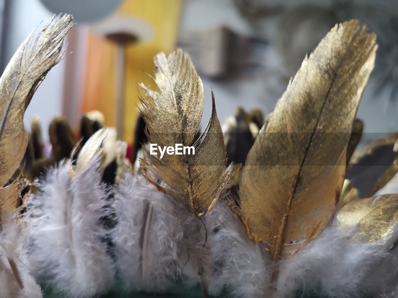 CLOSE-UP OF DRIED PLANT