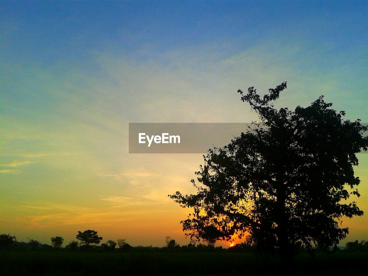 Silhouette of tree against sunset