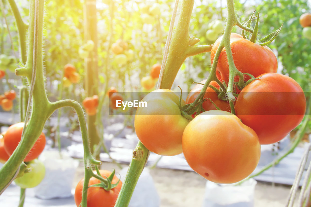 food, food and drink, tomato, healthy eating, fruit, vegetable, freshness, plant, nature, growth, produce, agriculture, wellbeing, plum tomato, no people, tree, close-up, group of objects, red, outdoors, flower, ripe, day, focus on foreground, summer, sunlight, organic, garden, juicy, hanging