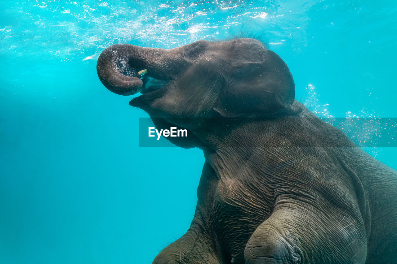 Close-up of elephant swimming in sea
