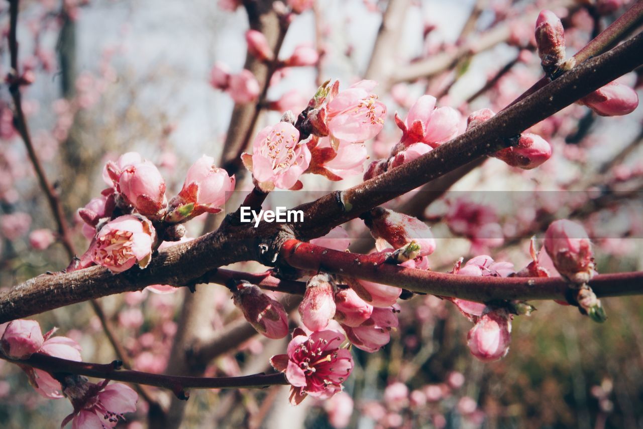 CLOSE-UP OF PINK CHERRY BLOSSOM