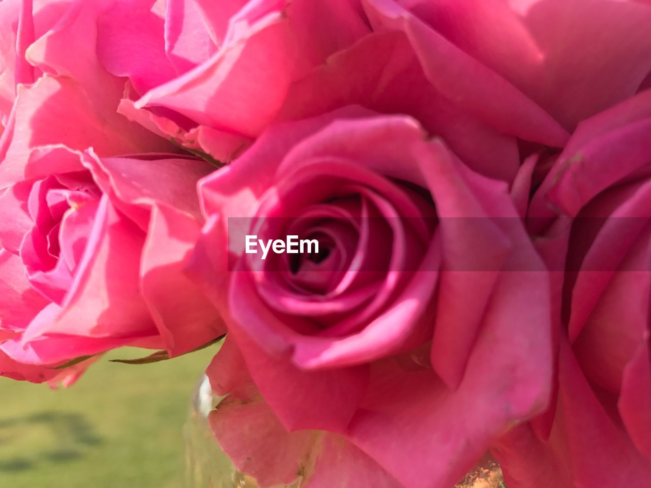 CLOSE-UP OF PINK ROSE