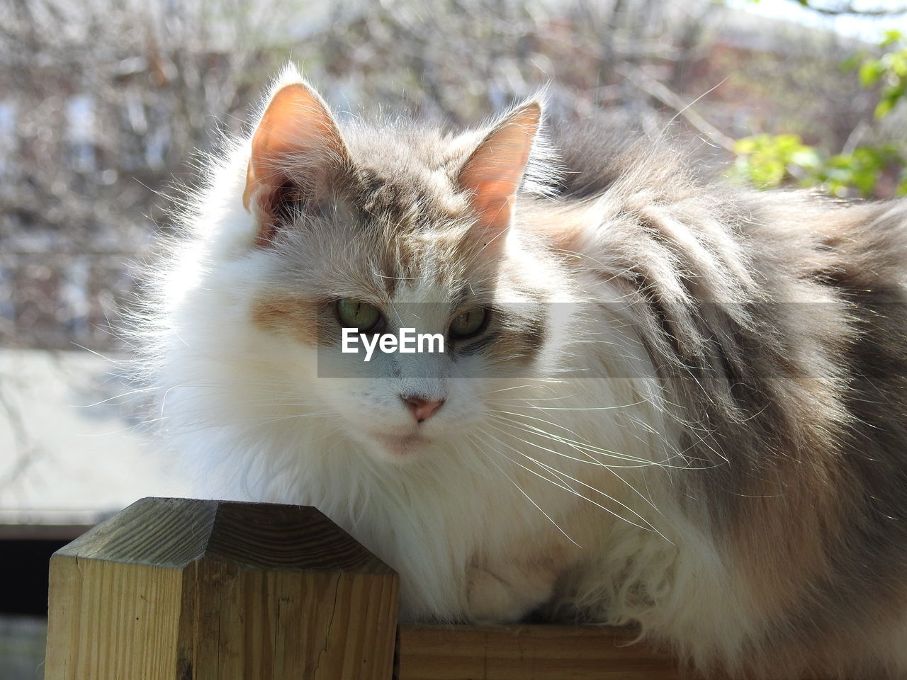 CLOSE-UP PORTRAIT OF A CAT