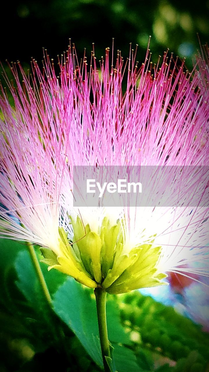 CLOSE-UP OF PURPLE FLOWER