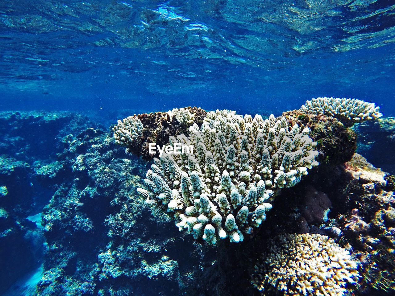 Close-up of coral underwater