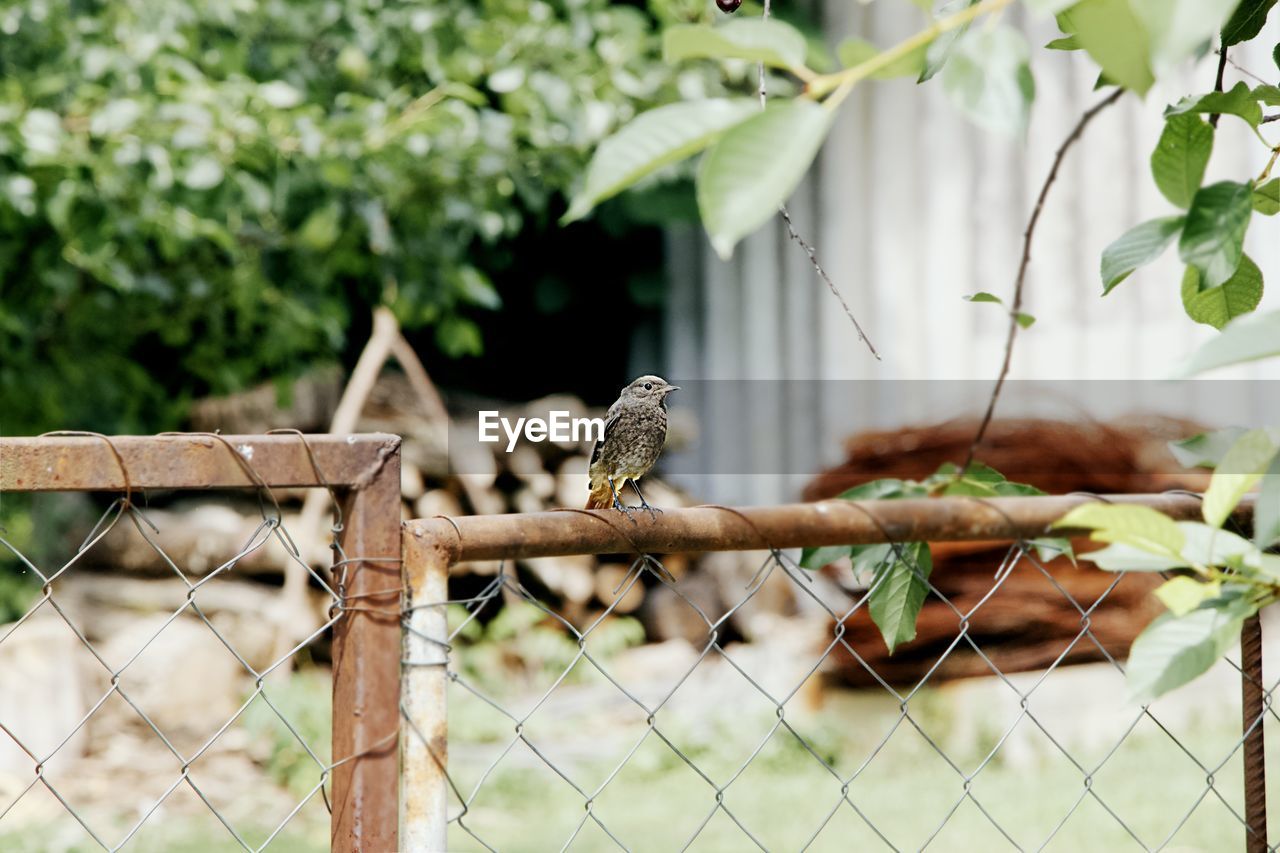 Bird perching on a fence