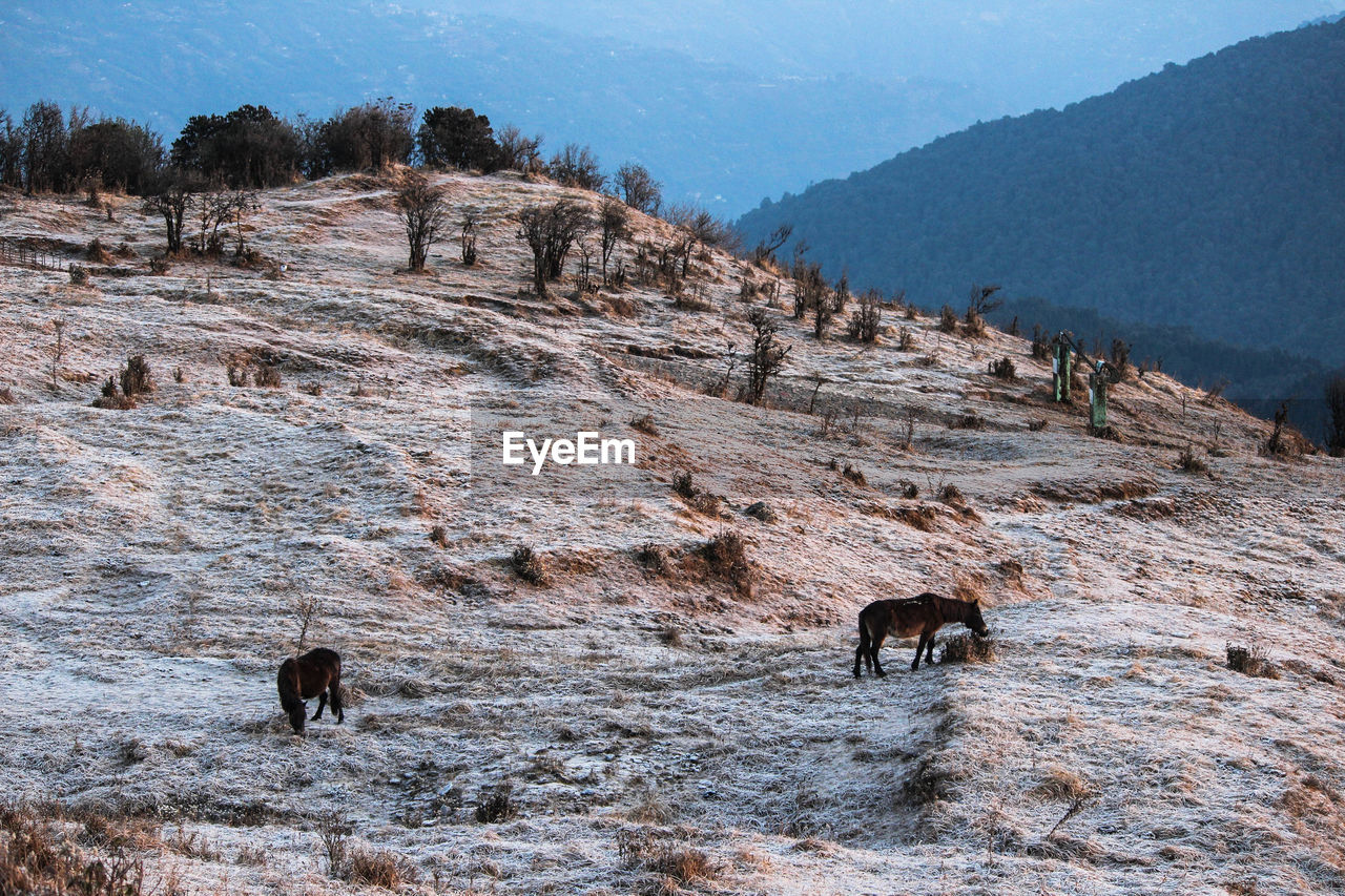 Horses on mountain during winter