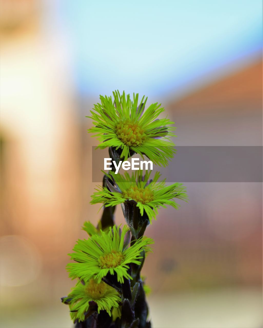 green, plant, nature, leaf, growth, tree, branch, plant part, flower, focus on foreground, no people, close-up, beauty in nature, outdoors, day, herb, food and drink, macro photography, freshness, yellow, food, medicine