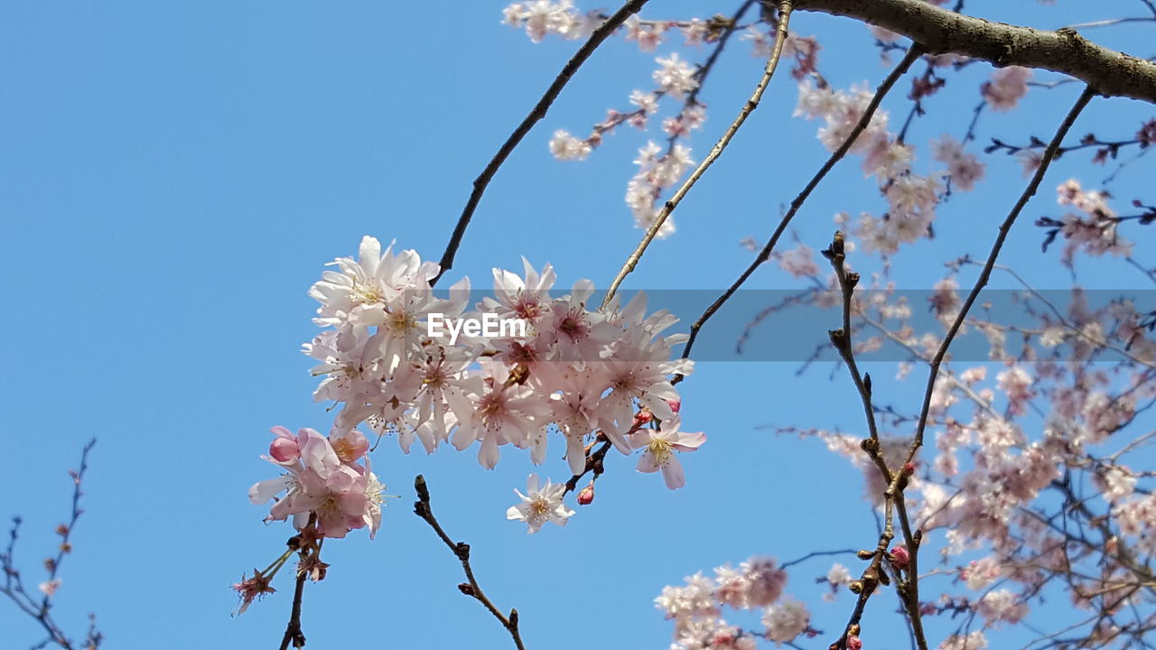 LOW ANGLE VIEW OF CHERRY BLOSSOM TREE AGAINST SKY