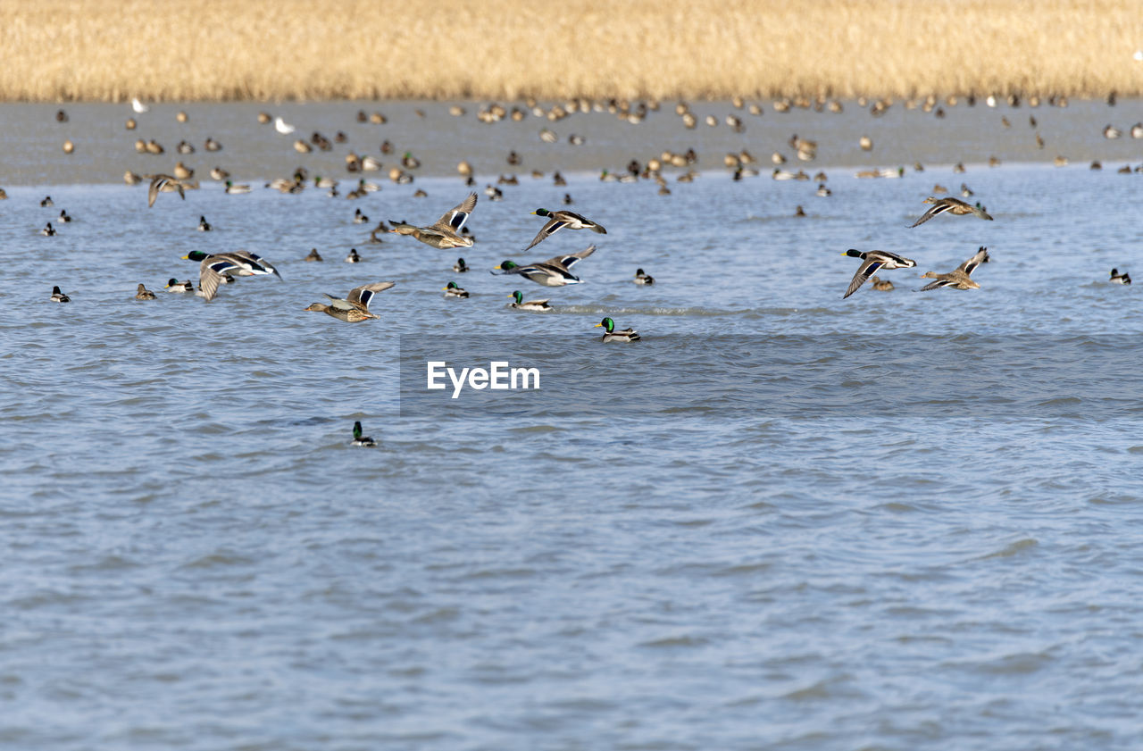 FLOCK OF BIRDS IN LAKE