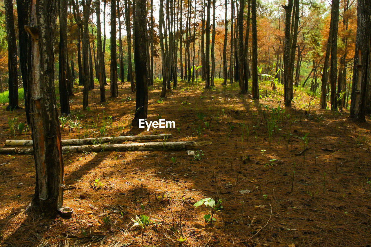 Pine forest view at autumn season fine art landscape