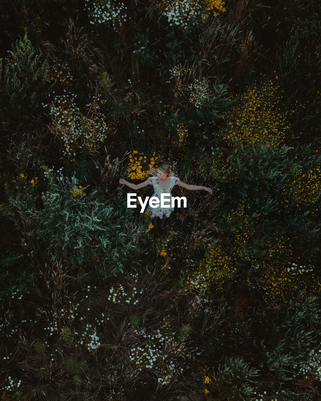 HIGH ANGLE VIEW OF TREE IN FOREST