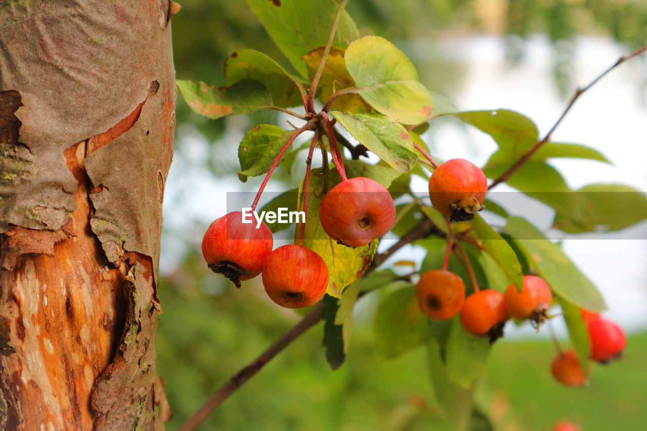 CLOSE-UP OF CHERRIES ON TREE