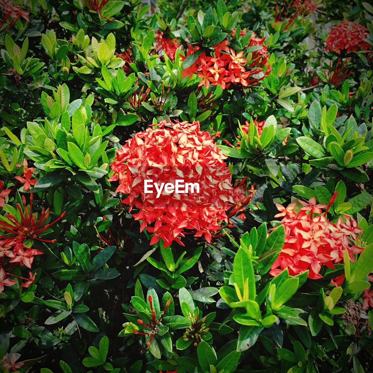 High angle view of ixora plant in park