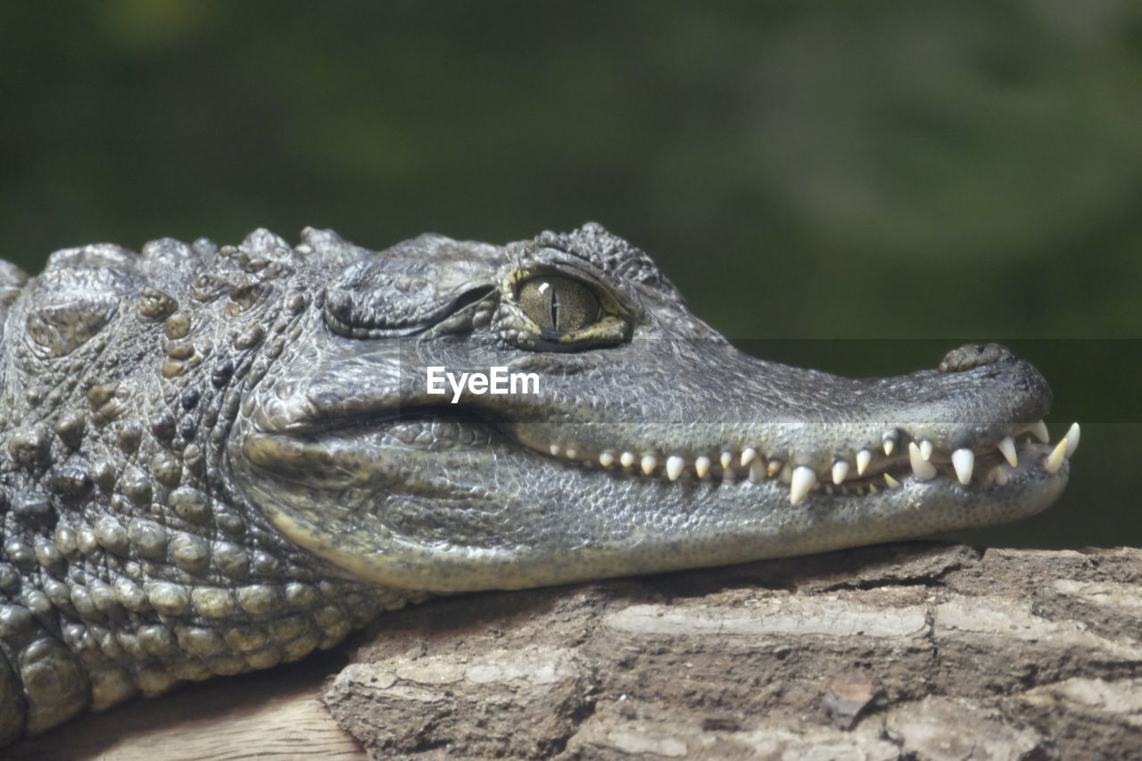 Close-up of a spectacled caiman, chester zoo, chester, cheshire, uk.