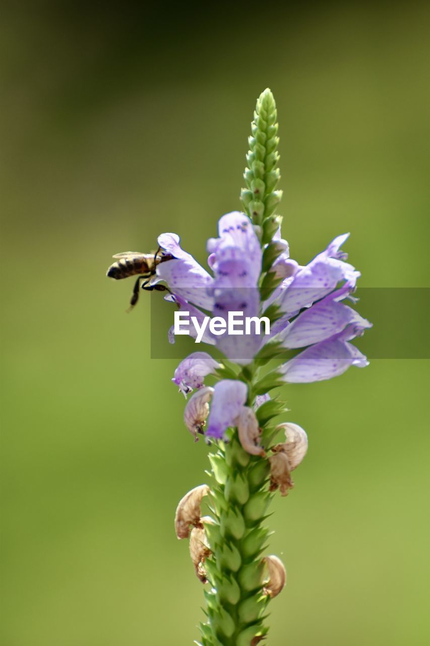 Close-up of bee on purple flowering plant