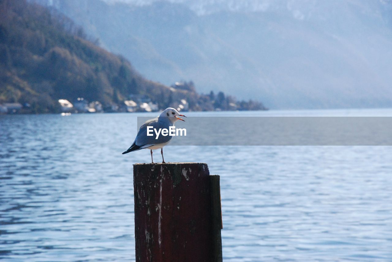 animal themes, animal, animal wildlife, bird, wildlife, water, one animal, sea, perching, nature, wood, no people, beauty in nature, blue, day, reflection, post, seagull, wooden post, scenics - nature, mountain, focus on foreground, ocean, shore, outdoors, tranquility, sky, side view, winter, tranquil scene