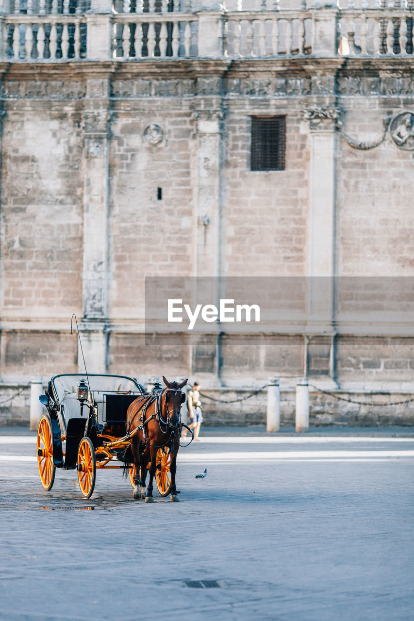 Horse cart on road