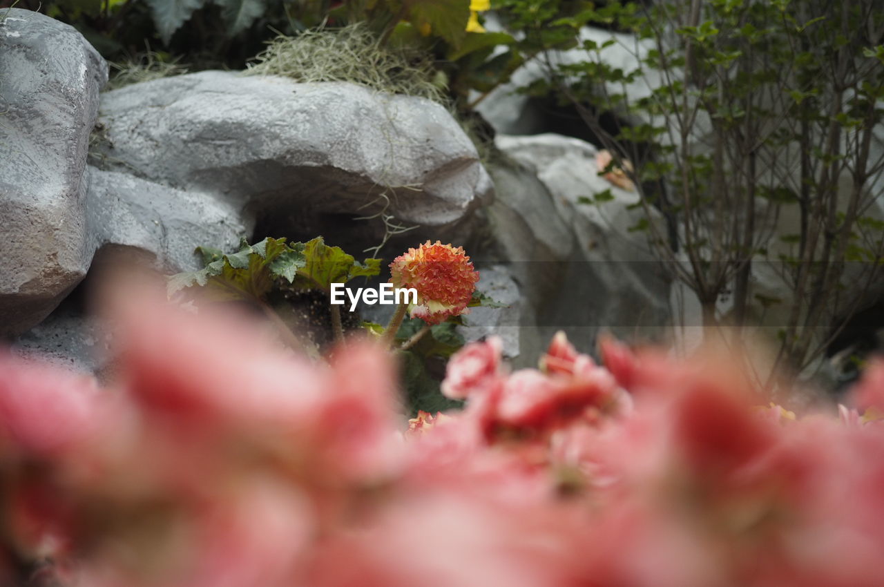 CLOSE-UP OF RED FLOWERING PLANT ON ROCK