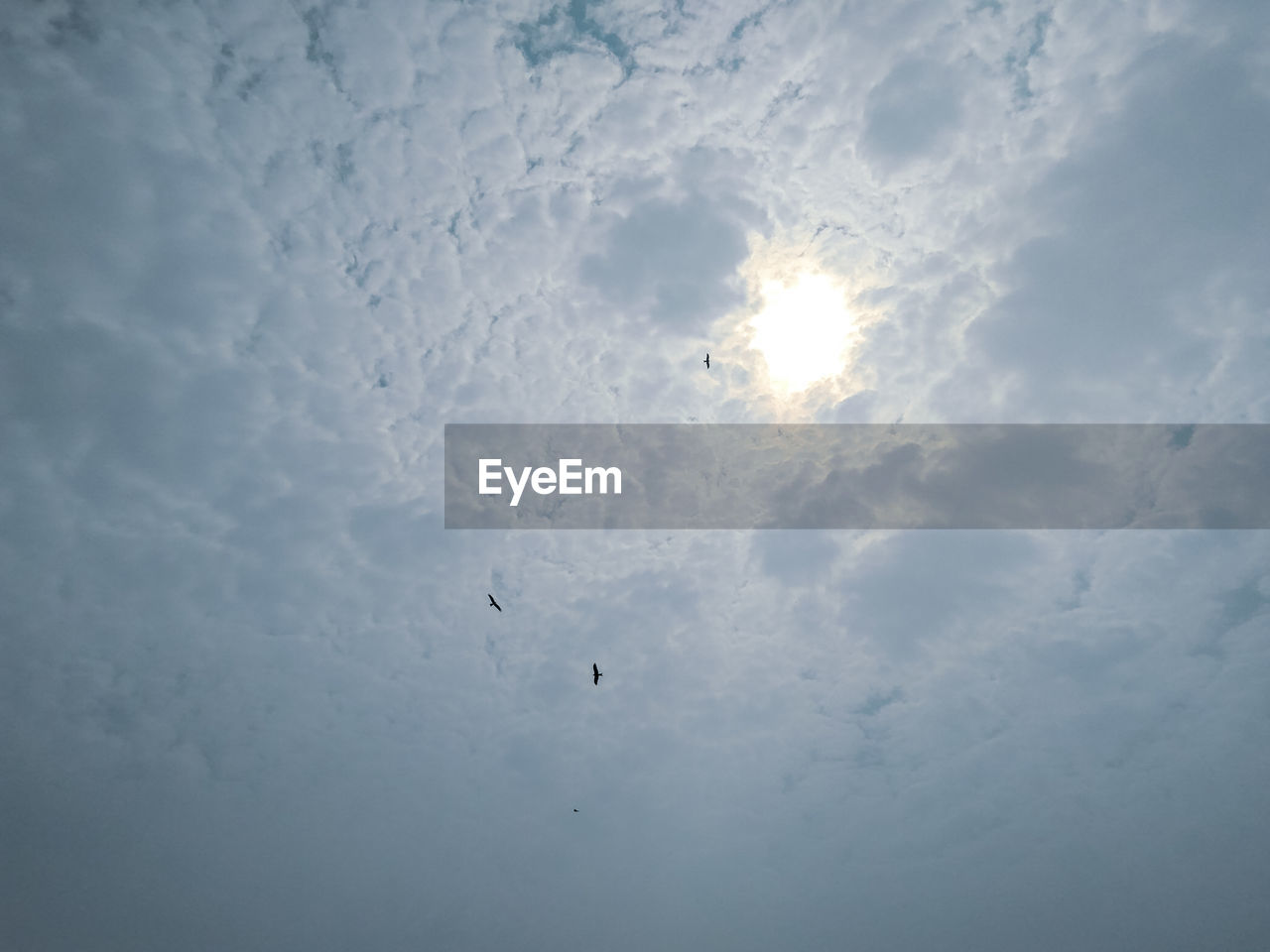 LOW ANGLE VIEW OF BIRDS FLYING