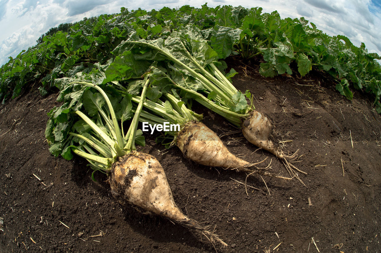 High angle view of radishes on farm