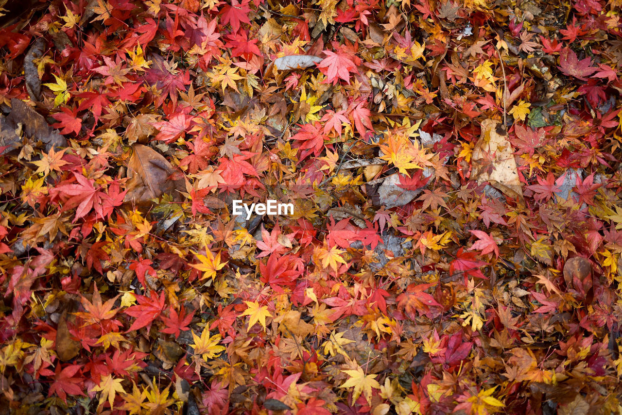 FULL FRAME SHOT OF MAPLE LEAVES ON TREE DURING AUTUMN