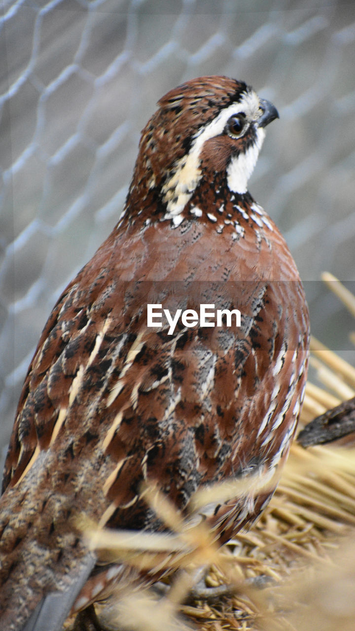 Close-up of a bird