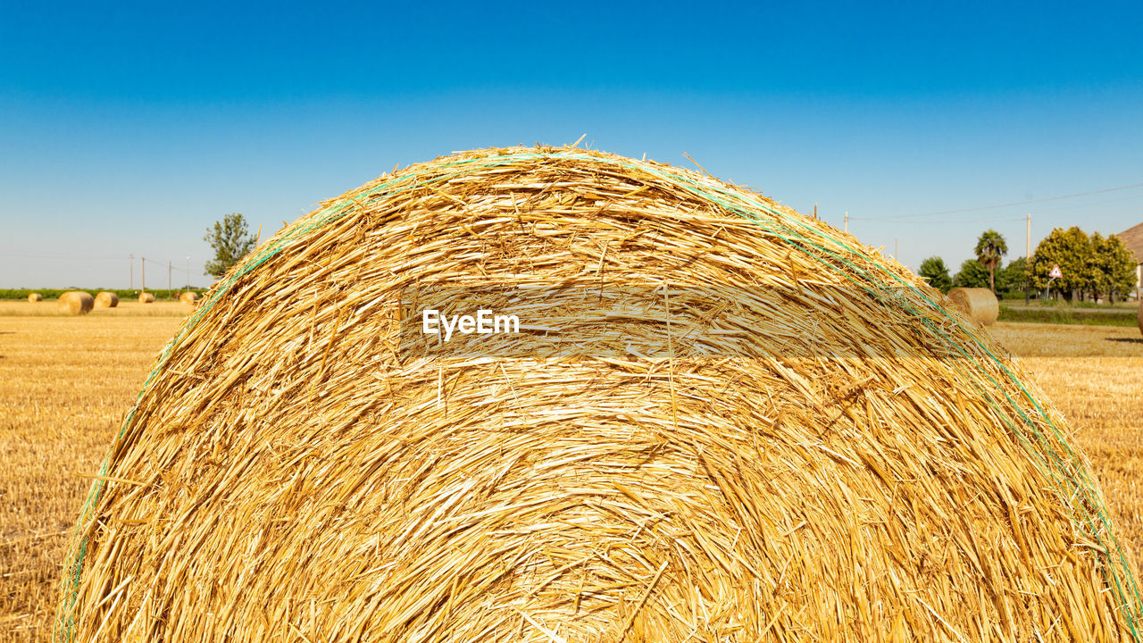 agriculture, field, bale, hay, straw, rural scene, landscape, farm, sky, crop, plant, land, harvesting, nature, environment, cereal plant, gold, rolled up, grass, rural area, haystack, summer, prairie, outdoors, day, no people, sunlight, blue, scenics - nature, clear sky, tree, growth, food, soil, beauty in nature, harvest, corn