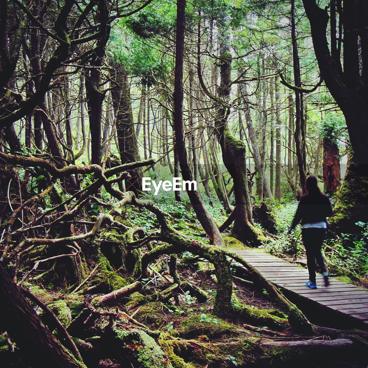 Rear view of woman walking on boardwalk against trees in forest