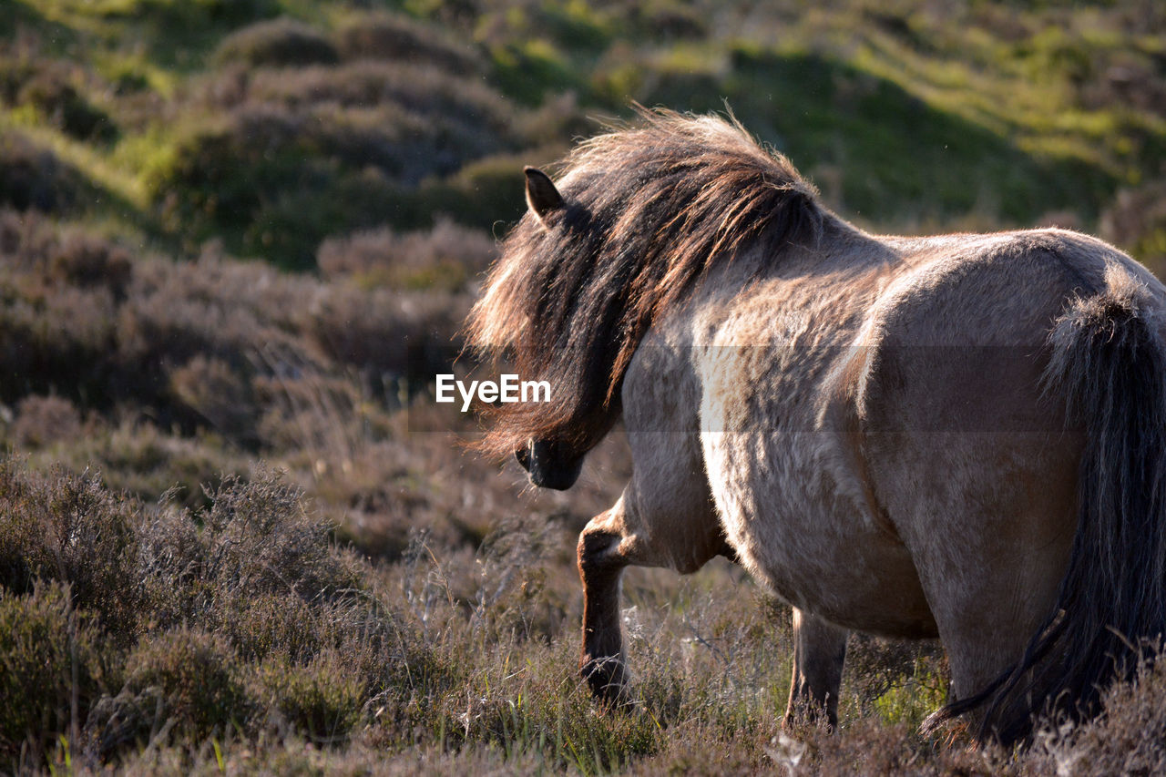 close-up of horse on field