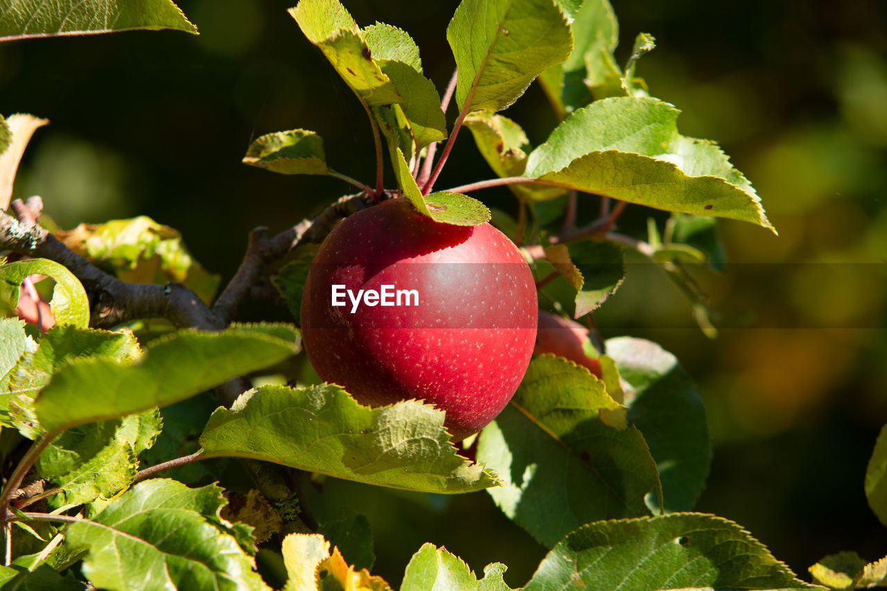 CLOSE-UP OF APPLE ON TREE