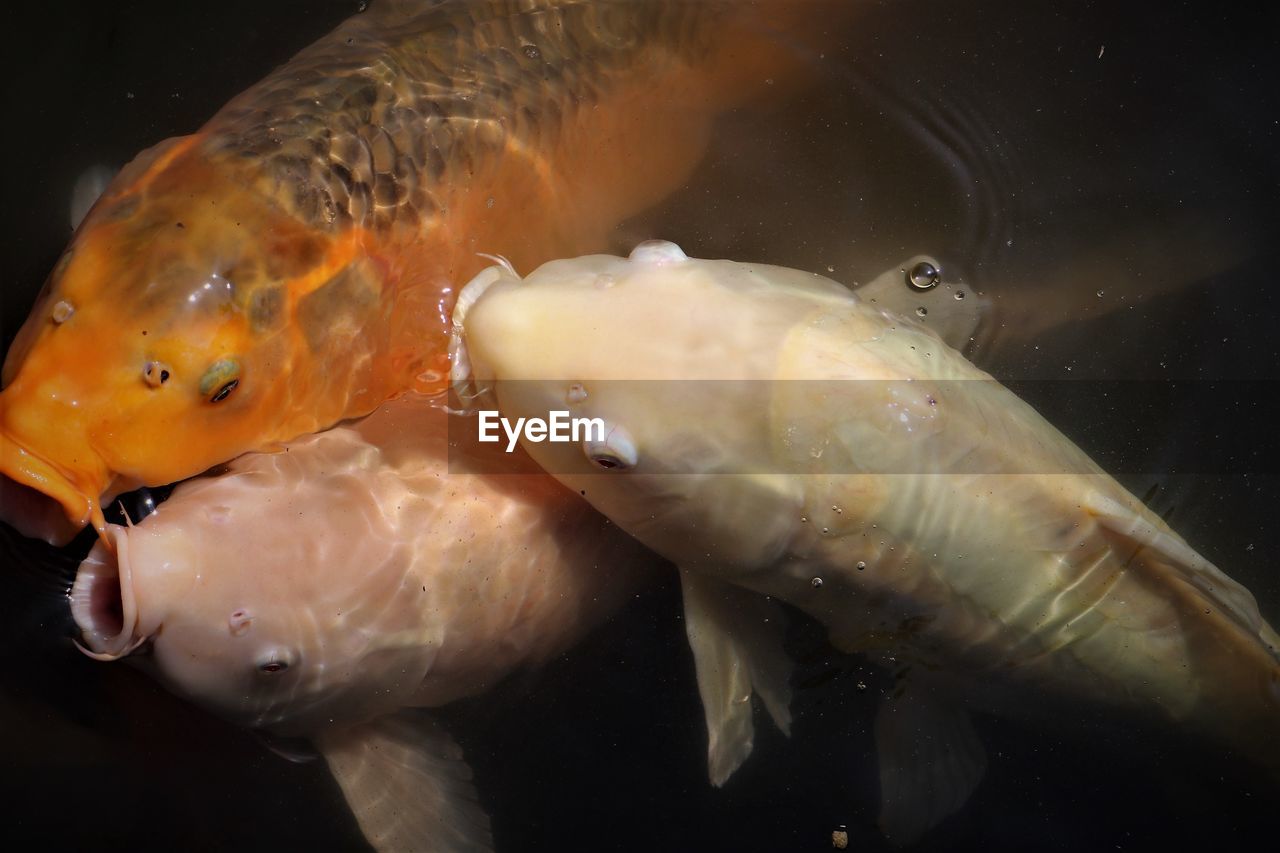 Close-up of carp fish swimming in water