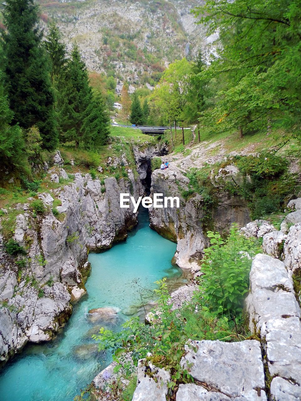 High angle view of river amidst trees in forest