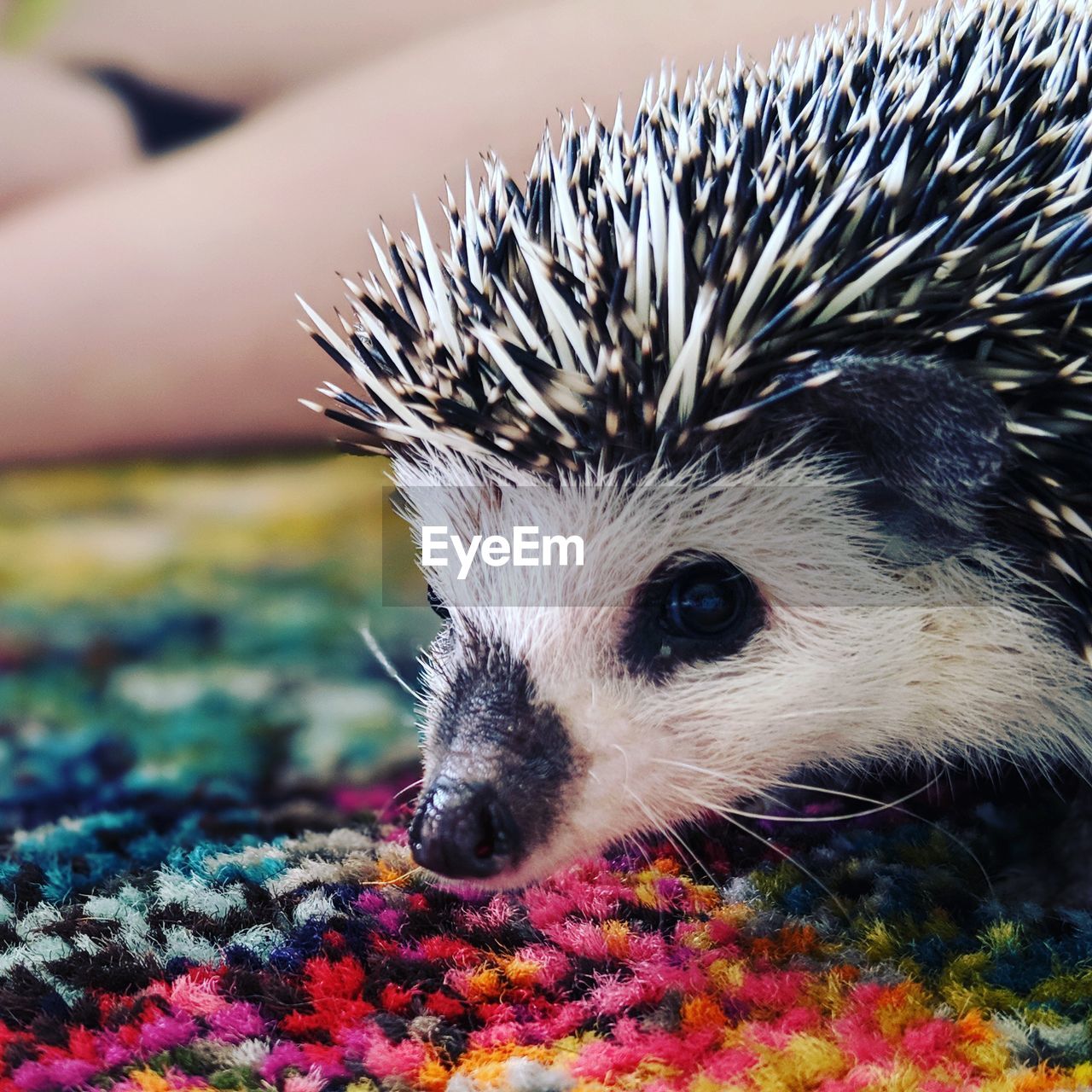 Close-up of hedgehog sticking out tongue