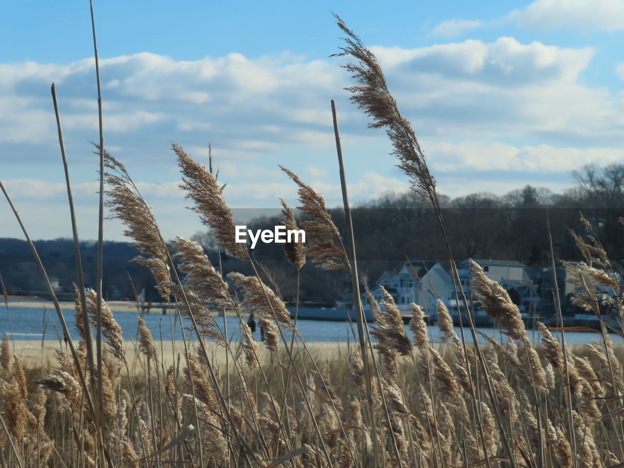 PANORAMIC SHOT OF STALKS ON FIELD AGAINST SKY