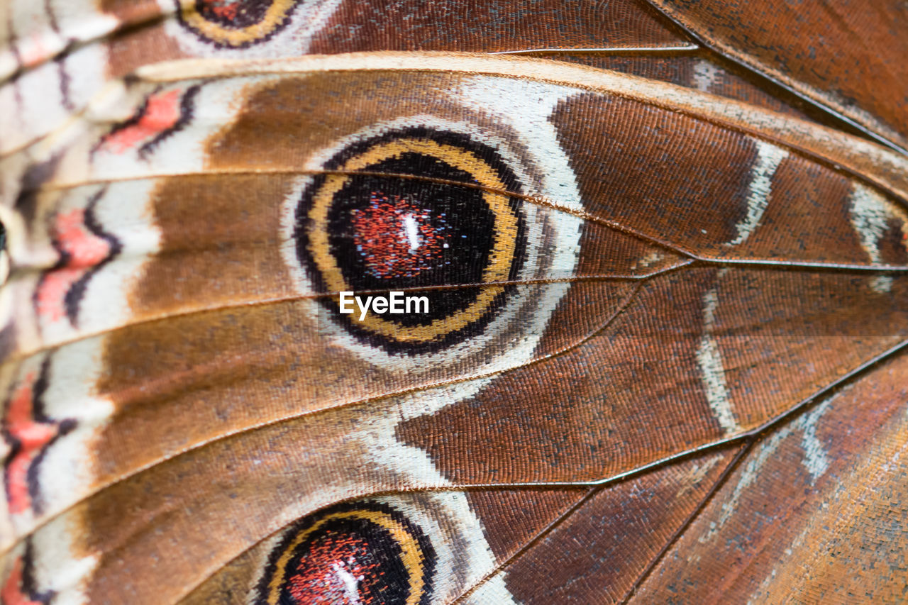 CLOSE-UP OF BUTTERFLY ON FLOOR