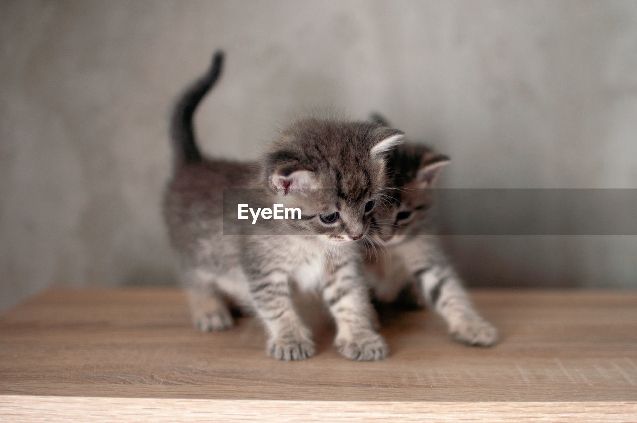 Little kitten stands on a wooden floor and looks in front of itself on a gray wall background.