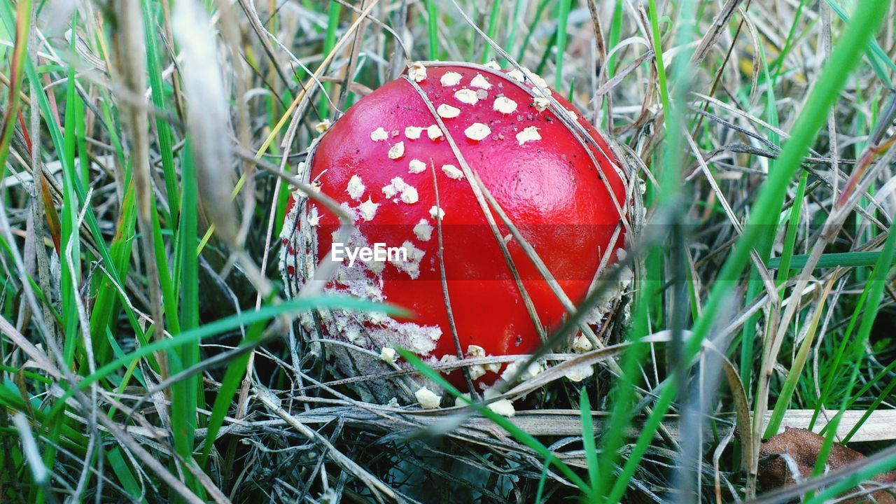 Red mushroom growing on grassy field