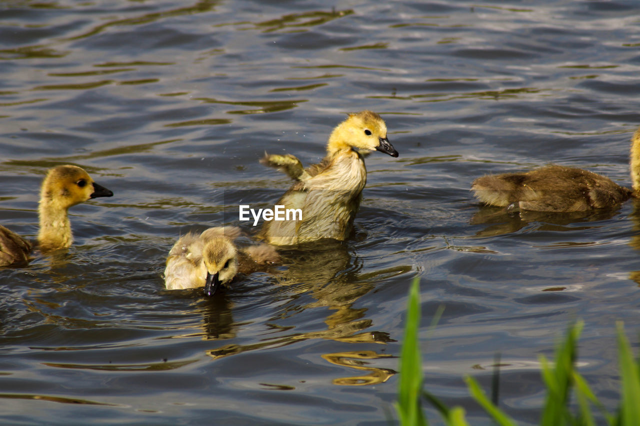 Goslings preening on the lake 