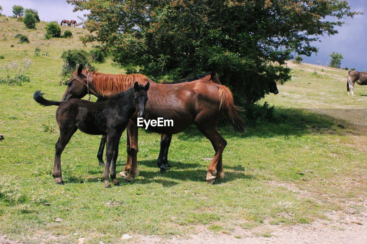 Horses in a field