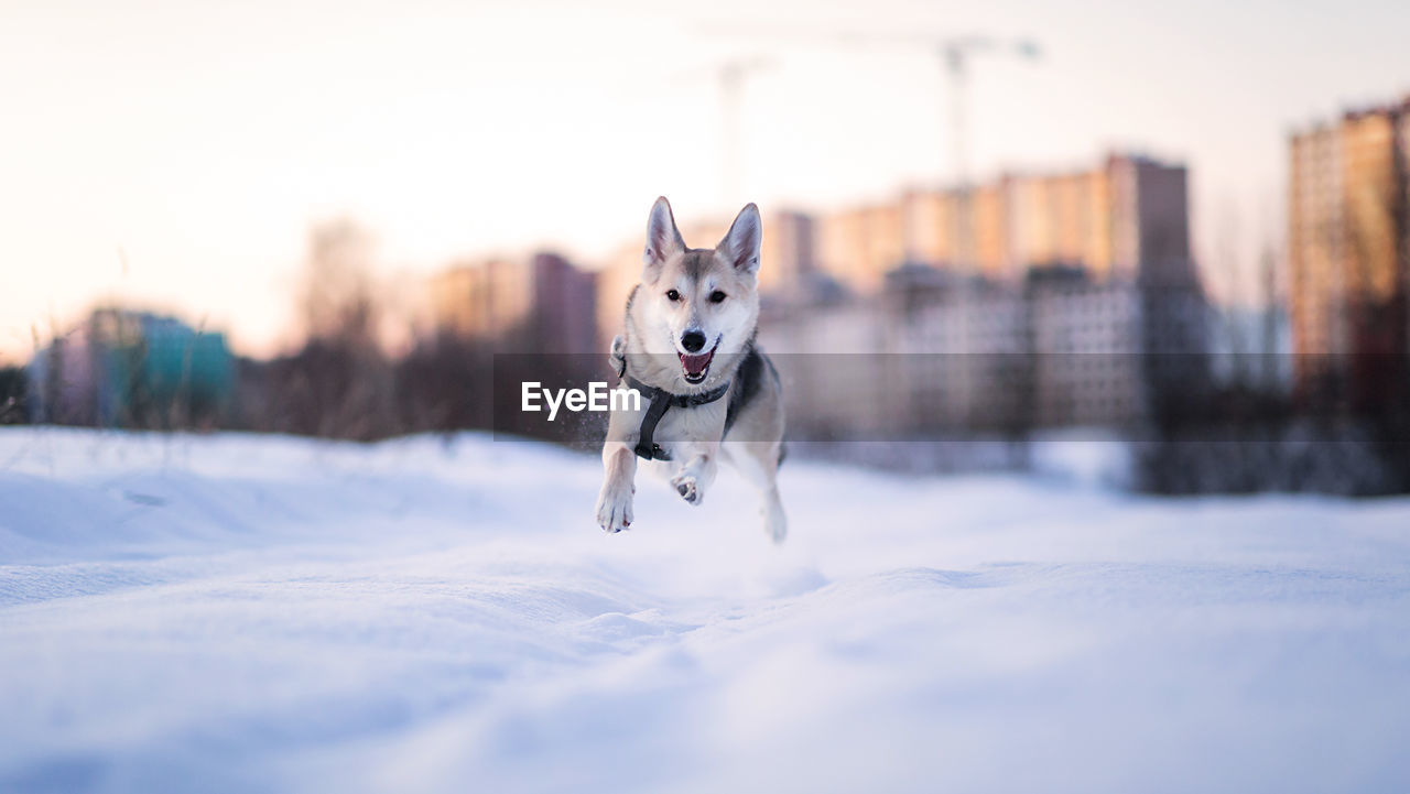 PORTRAIT OF A DOG RUNNING ON SNOW