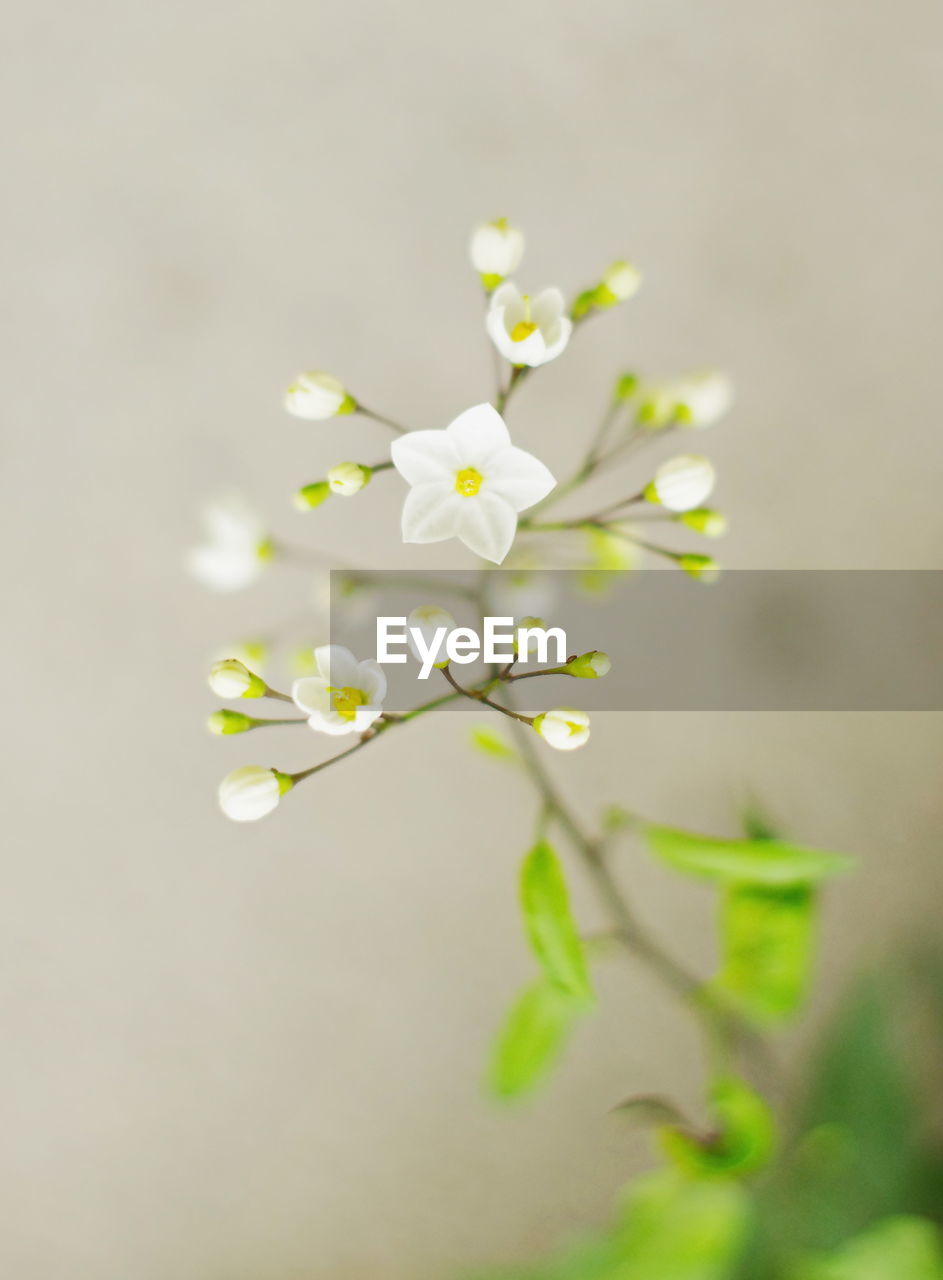 High angle view of white flowers blooming outdoors