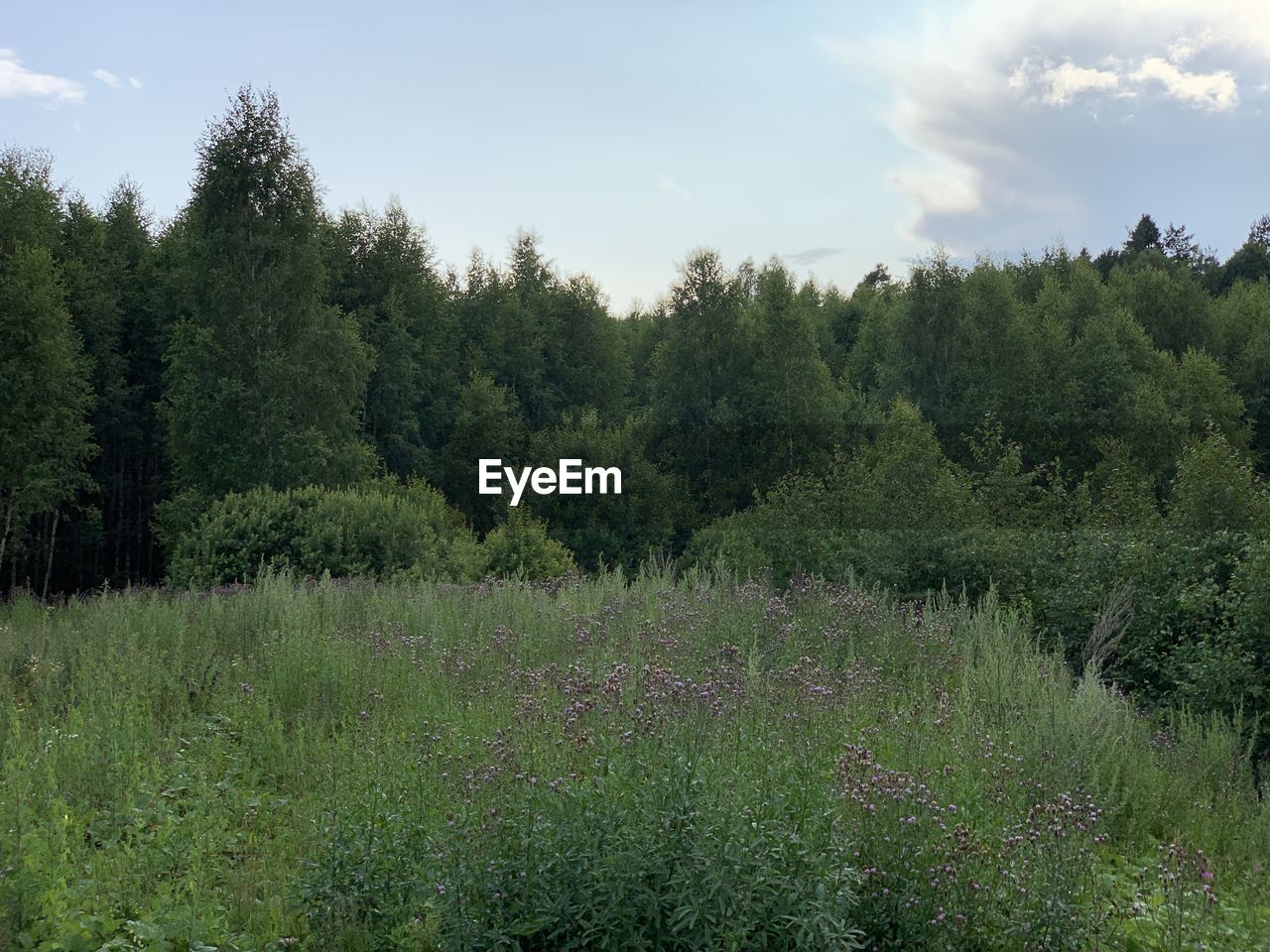 TREES GROWING ON FIELD