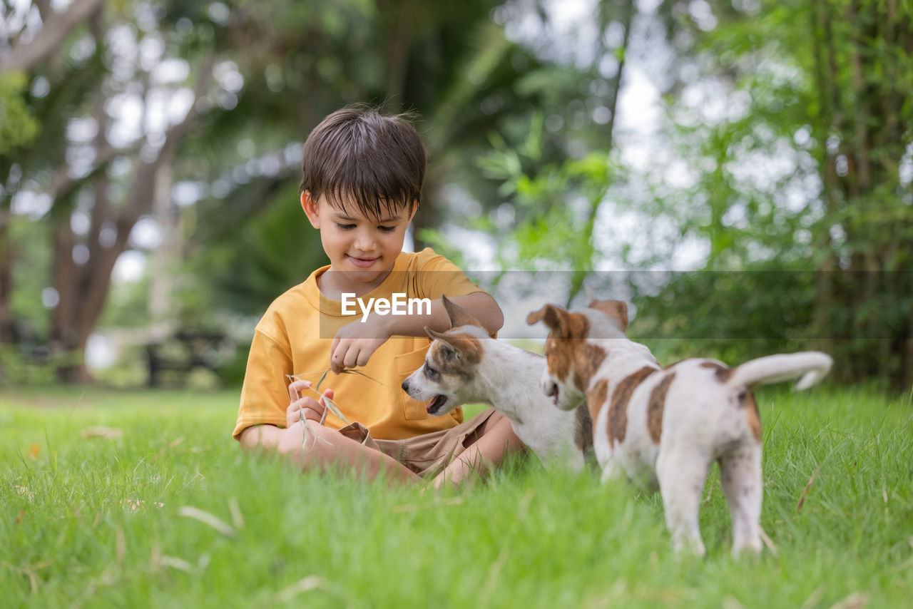 Boy sitting at park with dogs