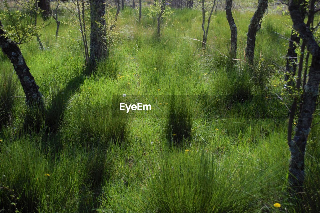 VIEW OF TREES GROWING ON FIELD